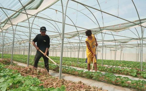石榴花香溢滿城 同心繪就幸福卷——農(nóng)副產(chǎn)品的芬芳與豐收